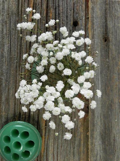 Wholesale Gypsophilas Delivery Online FlowerFarm